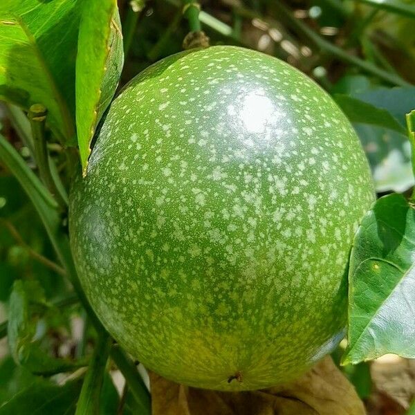 Passiflora edulis Fruit