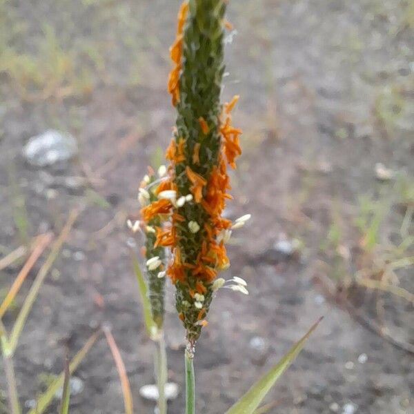 Alopecurus geniculatus Flower