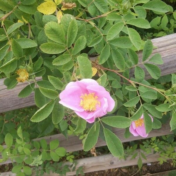 Rosa californica Fiore