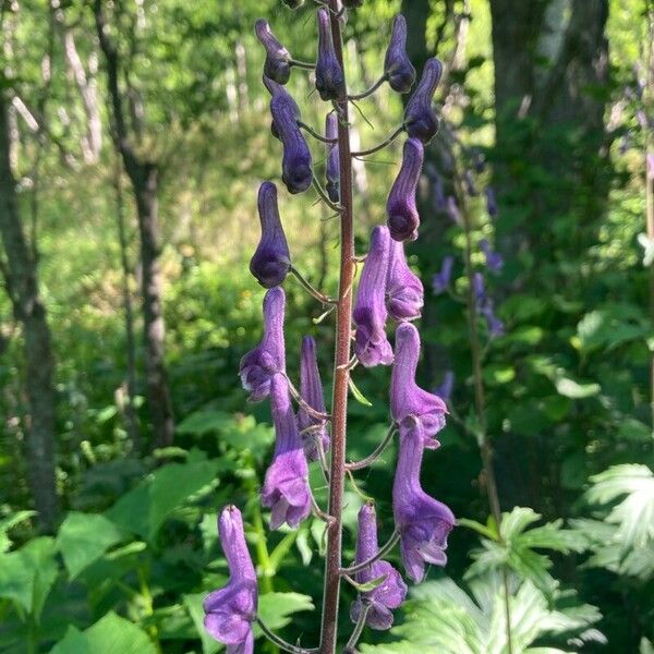 Aconitum septentrionale Žiedas