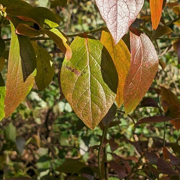 Vaccinium corymbosum Blad