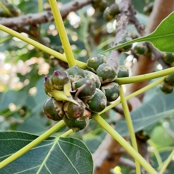 Ficus religiosa Frukto