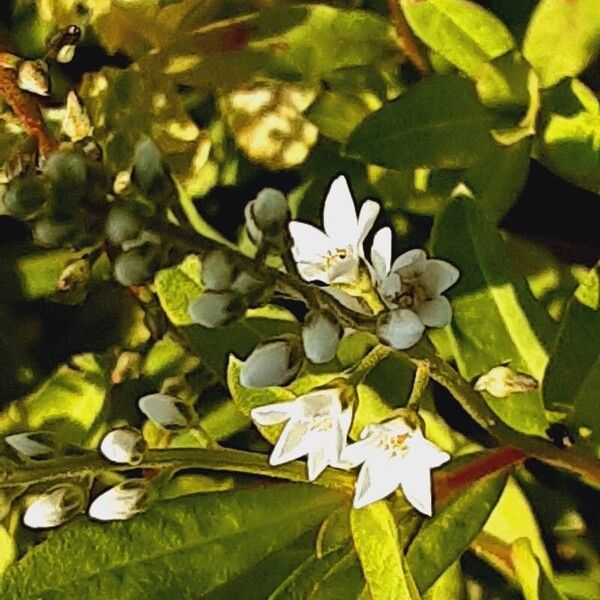 Lysimachia clethroides Flower