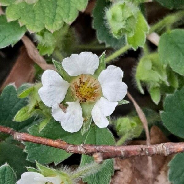 Potentilla sterilis Blomma