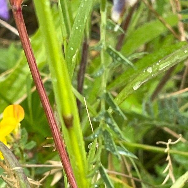 Vicia cracca पत्ता