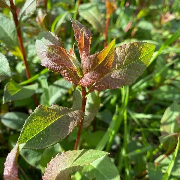 Salix hastata Leaf