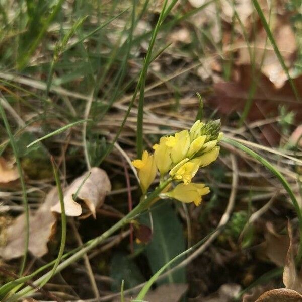 Polygala flavescens फूल