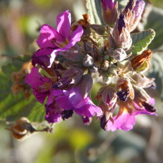 Melochia tomentosa ᱵᱟᱦᱟ