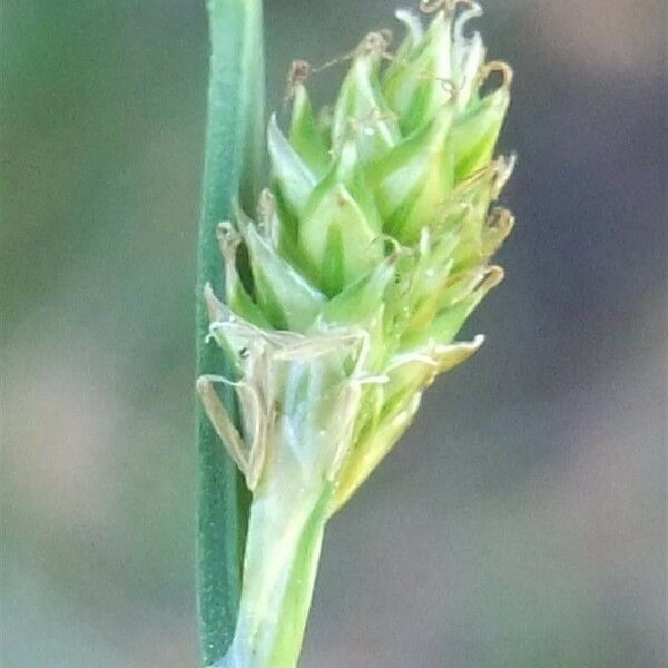 Carex canescens Flor