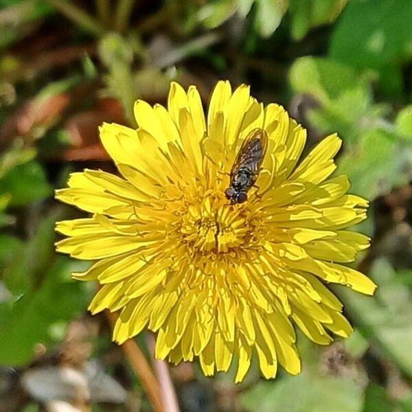 Taraxacum dissectum Floro