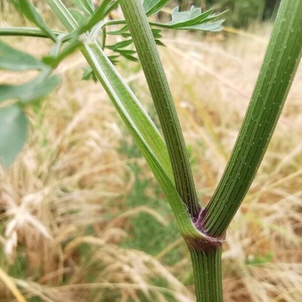 Daucus carota Schors