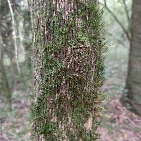 Mouriri crassifolia Kůra