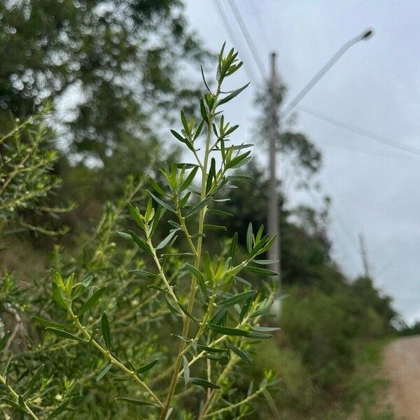 Baccharis dracunculifolia Foglia