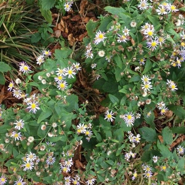 Symphyotrichum lanceolatum Elinympäristö