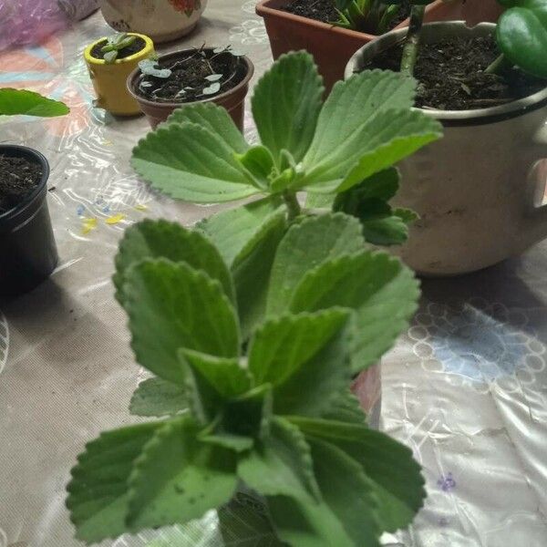 Plectranthus amboinicus Blatt