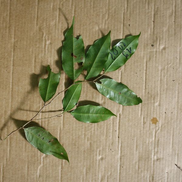 Hirtella bicornis Leaf