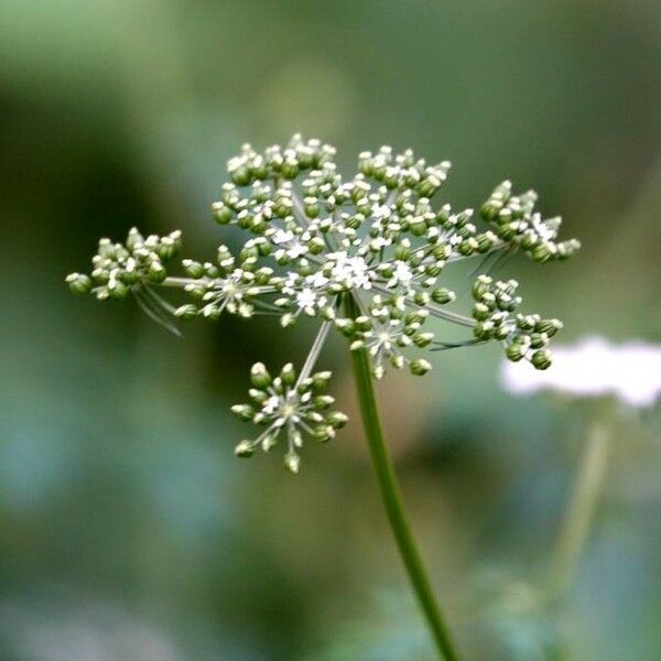 Aethusa cynapium Flower