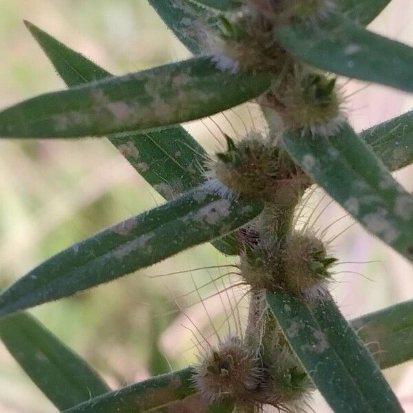 Hexasepalum teres ফল