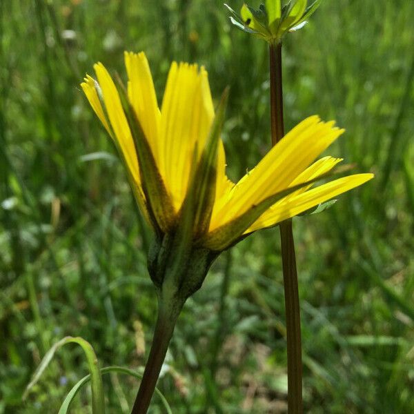 Tragopogon pratensis പുഷ്പം