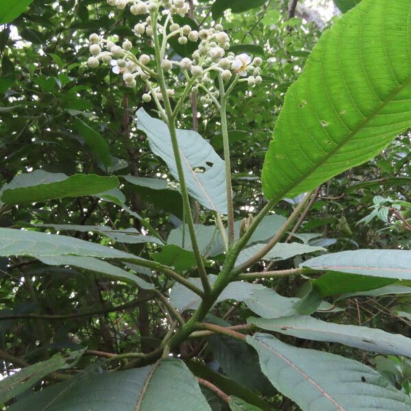 Saurauia montana List