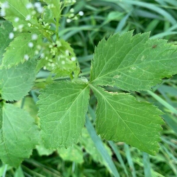 Cryptotaenia canadensis Leaf