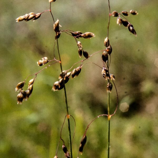 Anthoxanthum nitens Flower