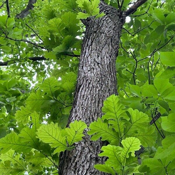 Quercus macrocarpa Hoja