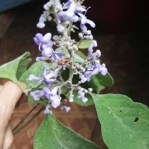 Cornutia pyramidata Blomst