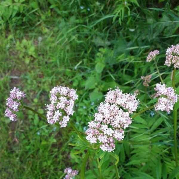 Valeriana officinalis 花