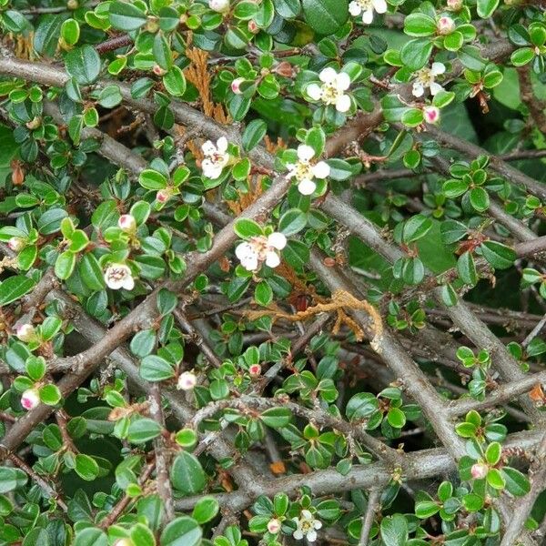 Cotoneaster microphyllus Flor