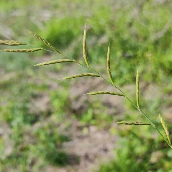 Brachypodium pinnatum 花