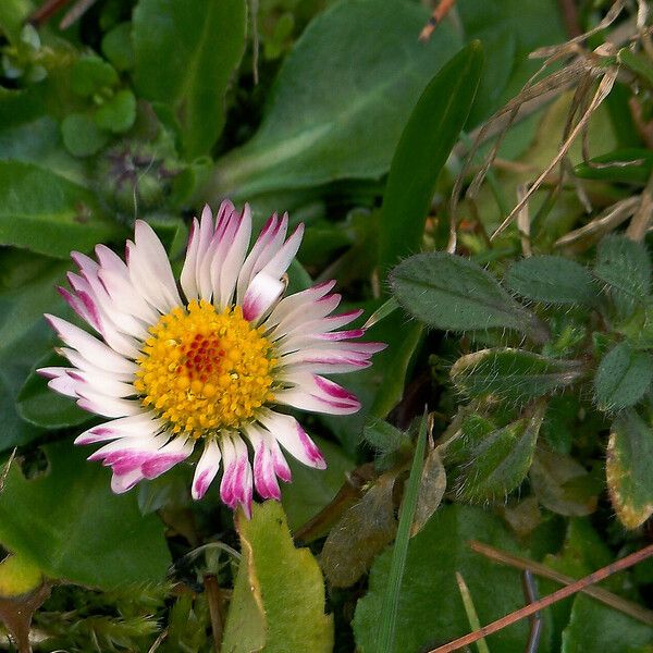 Bellis perennis Fleur