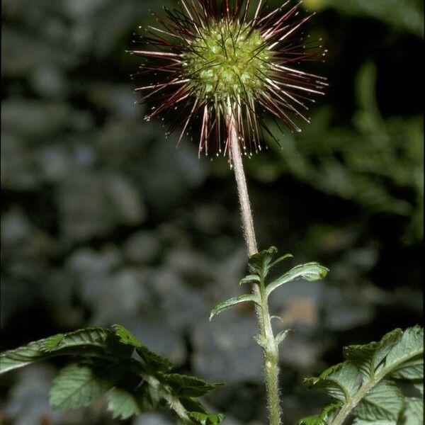 Acaena ovalifolia Gyümölcs