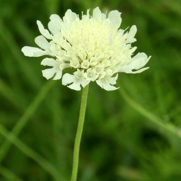 Scabiosa ochroleuca 花