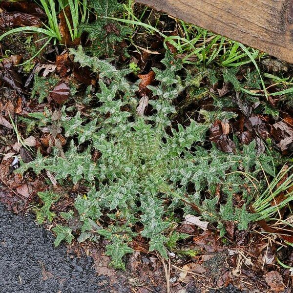 Cirsium vulgare Alkat (teljes növény)