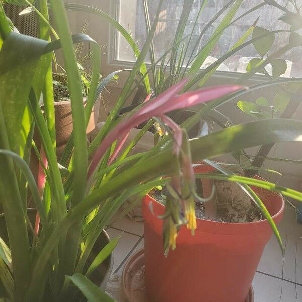 Billbergia nutans Flors