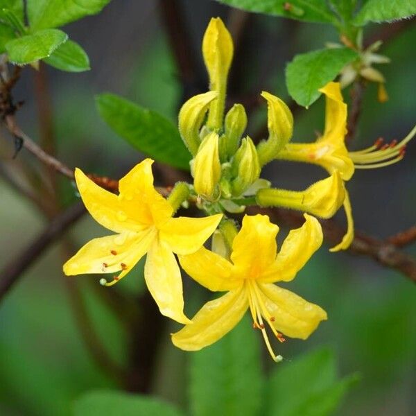 Rhododendron luteum 花