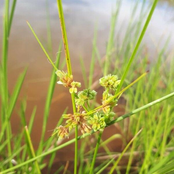 Cyperus difformis ফুল