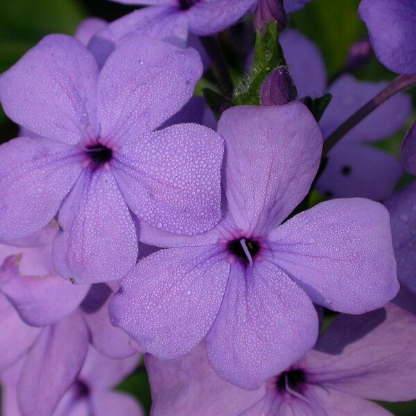 Eranthemum purpurascens Flower