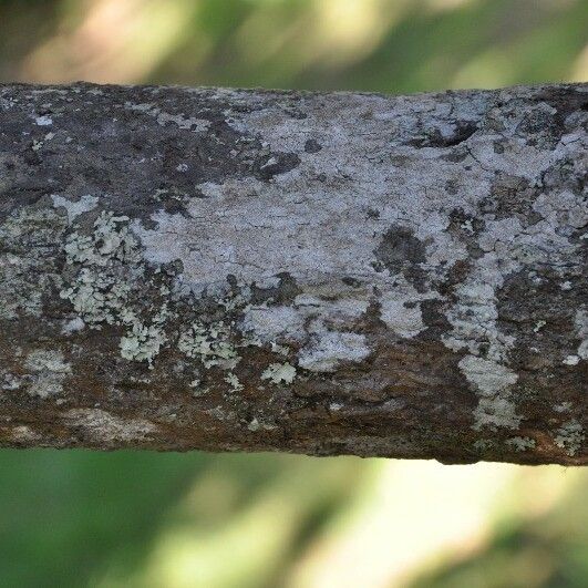 Monimia rotundifolia Bark