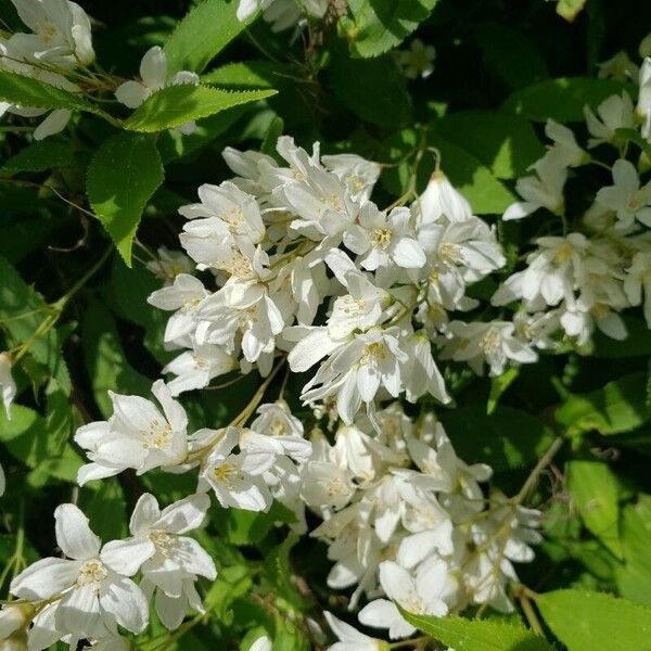 Deutzia gracilis Цвят