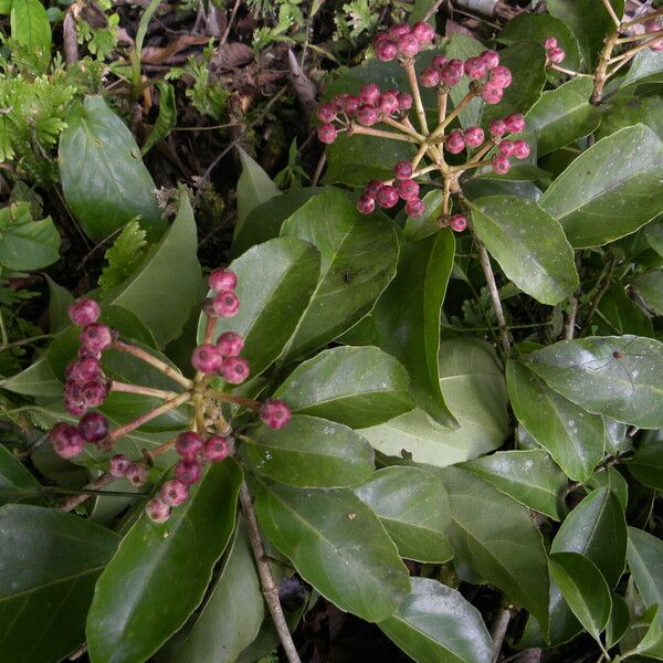 Dendropanax arboreus 花