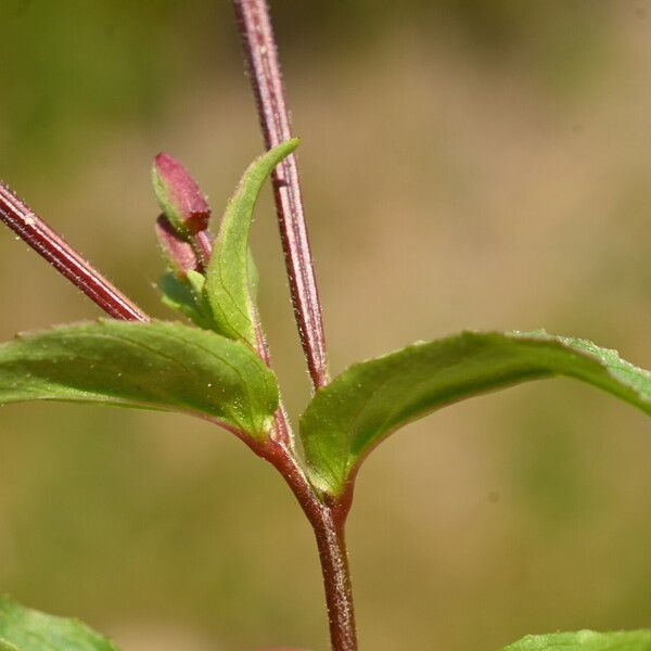 Epilobium alsinifolium Leaf