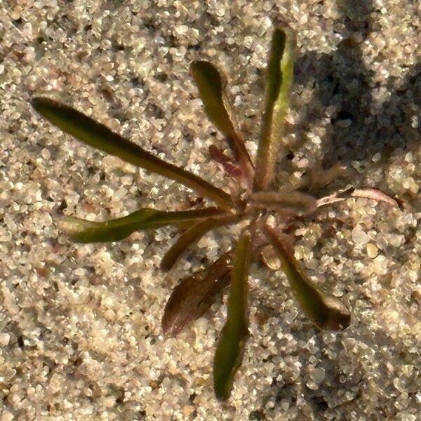 Lobelia dortmanna Fuelha