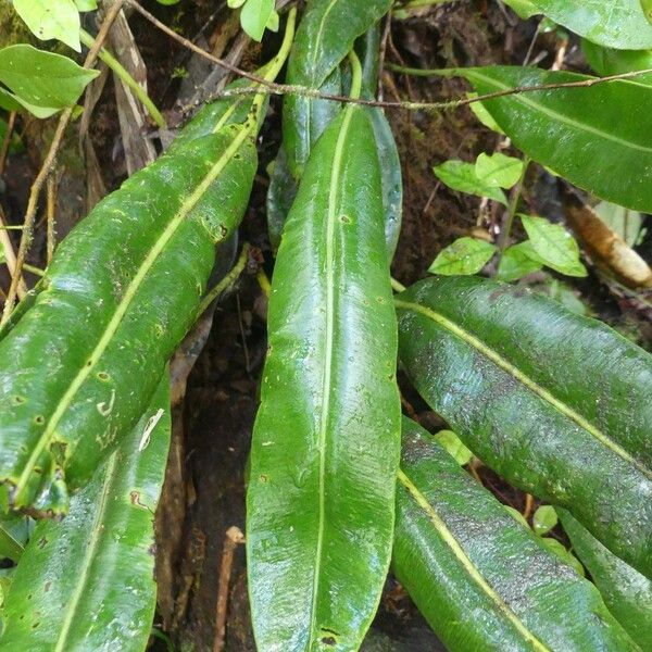 Elaphoglossum macropodium Hoja