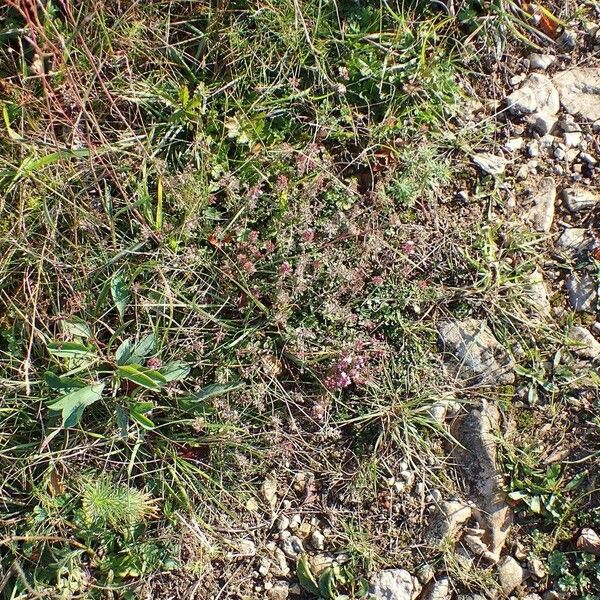 Thymus pulegioides Costuma