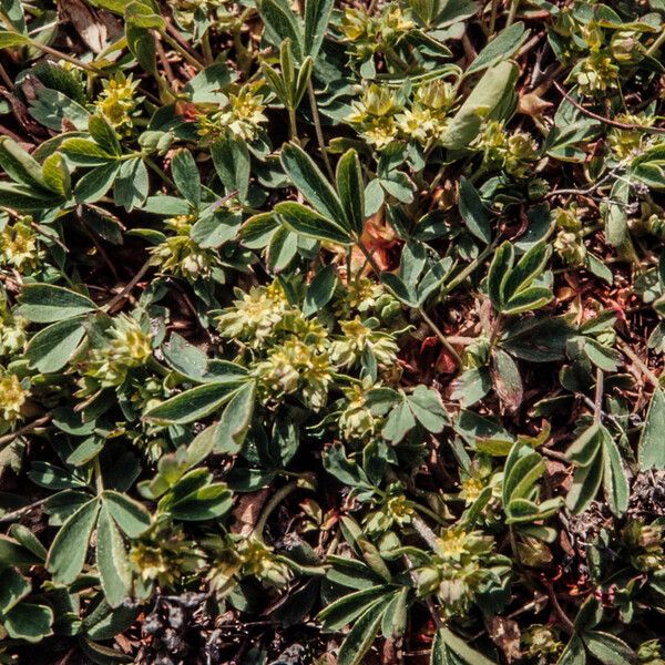 Sibbaldia procumbens Pokrój