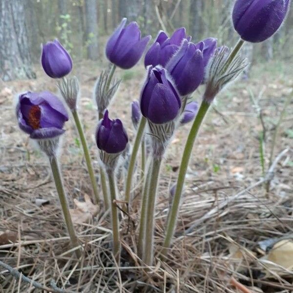 Pulsatilla patens Листок