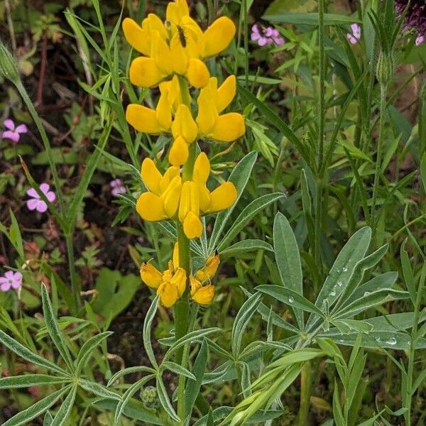 Lupinus luteus Bloem