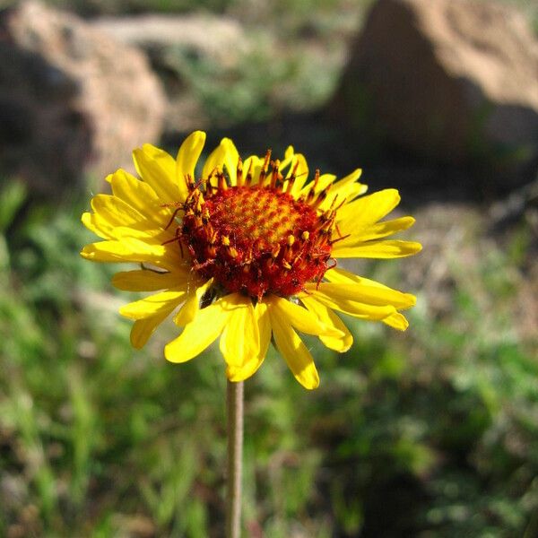 Gaillardia pinnatifida Blomma